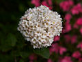 Viburnum carlcephalum IMG_5948 Kalina angielska